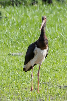 Black Stork - Zwarte Ooievaar - Cigogne noire