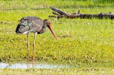 Black Stork - Zwarte Ooievaar - Cigogne noire