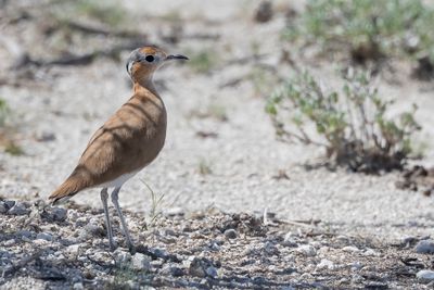 Burchell's Courser - Rosse Renvogel - Courvite de Burchell