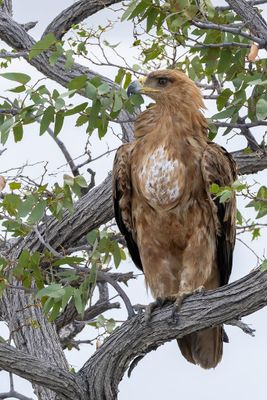 Tawny Eagle - Savannearend - Aigle ravisseur