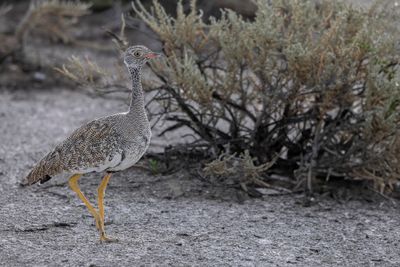 Northern Black Korhaan - Botswanatrap - Outarde à miroir blanc (f)