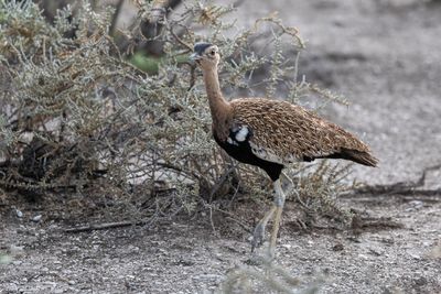 Red-crested Korhaan - Zuid-Afrikaanse Kuiftrap - Outarde houppette