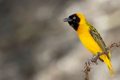 Lesser Masked Weaver - Kleine Textorwever - Tisserin intermédiaire (m)