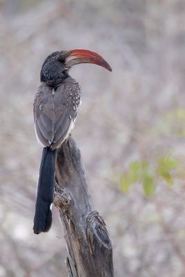 Monteiro's Hornbill - Monteiro's Tok - Calao de Monteiro