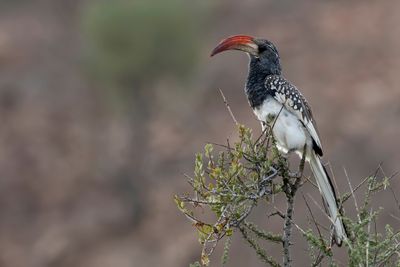 Monteiro's Hornbill - Monteiro's Tok - Calao de Monteiro