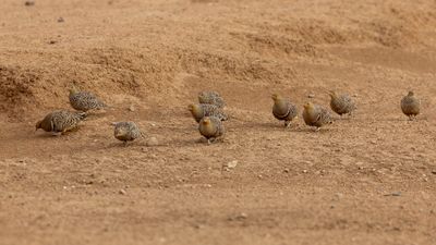 Namaqua Sandgrouse - Namaquazandhoen - Ganga namaqua (m+f)