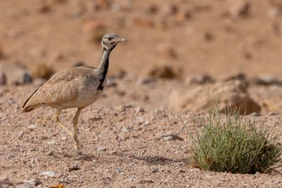 Rüppell's Korhaan - Rüppells Trap - Outarde de Rüppell