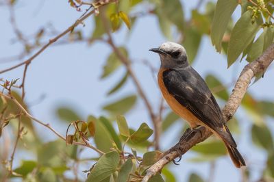 Short-toed Rock Thrush - Kortteenrotslijster - Monticole à doigts courts