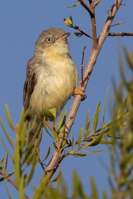 Burnt-necked Eremomela - Roesthalseremomela - Érémomèle à cou roux