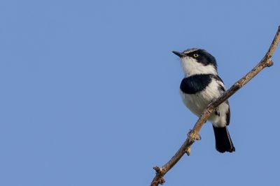 Pririt Batis - Priritvliegenvanger - Pririt de Vieillot