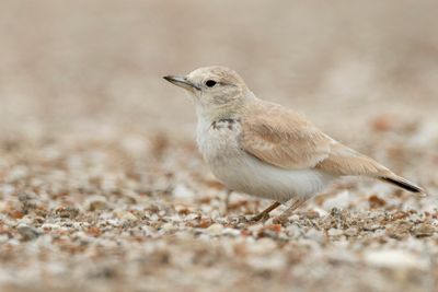 Gray's Lark - Namibleeuwerik - Ammomane de Gray