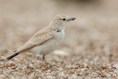 Gray's Lark - Namibleeuwerik - Ammomane de Gray