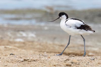 Pied Avocet - Kluut - Avocette élégante