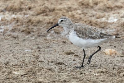 Curlew Sandpiper - Krombekstrandloper - Bécasseau cocorli