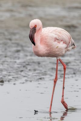 Lesser Flamingo - Kleine Flamingo - Flamant nain