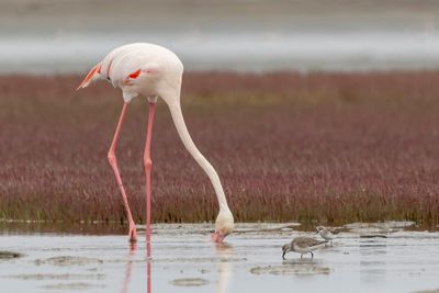 Greater Flamingo - Flamingo - Flamant rose