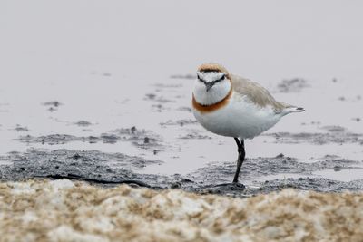 Chestnut-banded Plover - Kaapse Plevier - Gravelot élégant