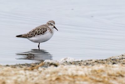 Little Stint- Kleine Strandloper - Bécasseau minute