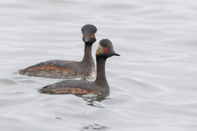 Black-necked Grebe - Geoorde Fuut - Grèbe à cou noir