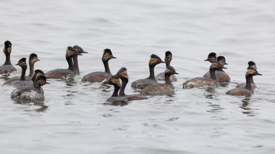 Black-necked Grebe - Geoorde Fuut - Grèbe à cou noir