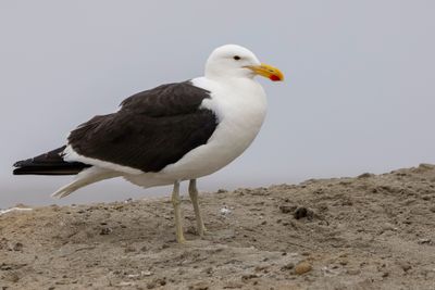 Kelp Gull - Kelpmeeuw - Goéland dominicain