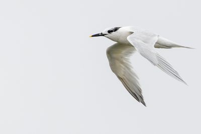 Sandwich Tern - Grote Stern - Sterne caugek
