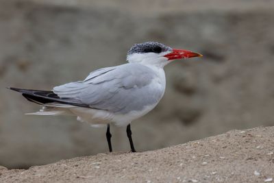 Caspian Tern - Hydroprogne caspia - Reuzenstern
