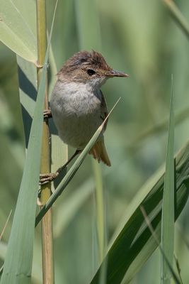 Common Reed Warbler - Kleine Karekiet - Rousserolle effarvatte