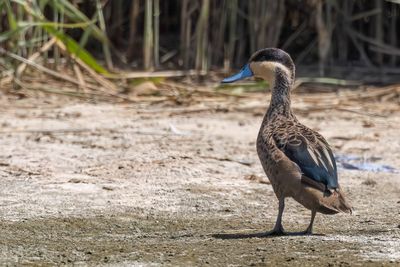 Blue-billed Teal - Gouden Taling - Sarcelle hottentote