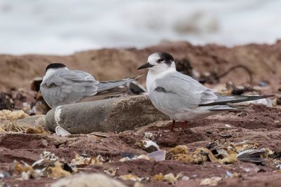Common Tern - Visdief - Sterne pierregarin