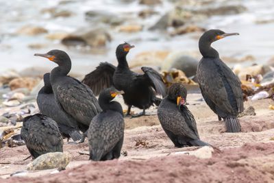 Cape and Crowned Cormorants