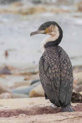 Great Cormorant - Aalscholver - Grand Cormoran