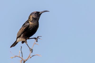 Dusky Sunbird - Roethoningzuiger - Souimanga fuligineux