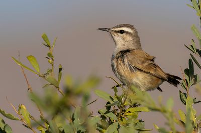 Kalahari Scrub Robin - Kalahariwaaierstaart - Agrobate du Kalahari