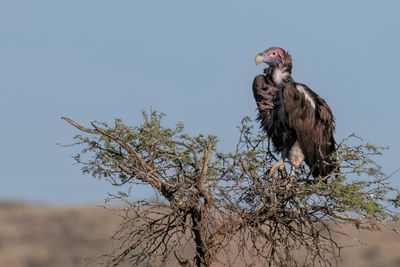 Lappet-faced Vulture - Oorgier - Vautour oricou