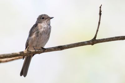 Spotted Flycatcher - Grauwe Vliegenvanger - Gobemouche gris