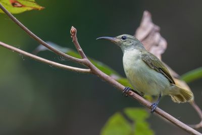 Olive-bellied Sunbird - Olijfbuikhoningzuiger - Souimanga à ventre olive (f)