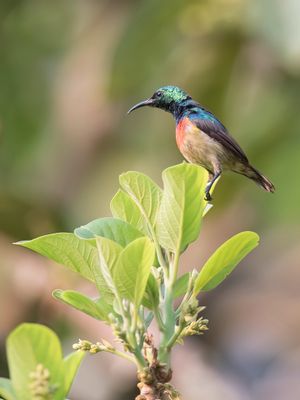 Olive-bellied Sunbird - Olijfbuikhoningzuiger - Souimanga à ventre olive (m)