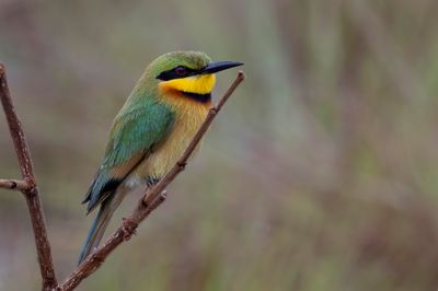 Little Bee-eater - Dwergbijeneter - Gupier nain