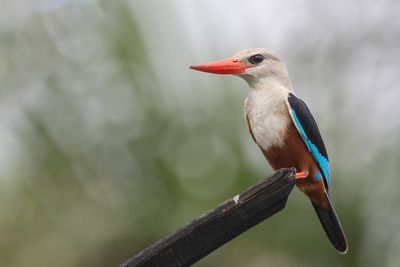 Grey-headed Kingfisher - Grijskopijsvogel - Martin-chasseur  tte grise