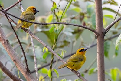 Olive-naped Weaver - Olijfnekwever - Tisserin pirate (m+f)