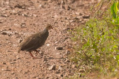 Ahanta Spurfowl - Ahantafrankolijn - Francolin d'Ahanta