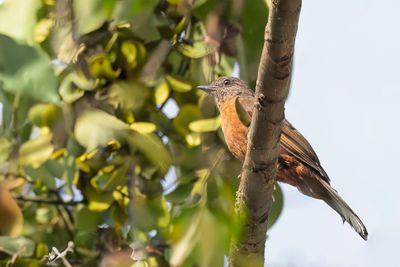 White-tailed Ant Thrush - Witstaartlijster - Nocossyphe  queue blanche
