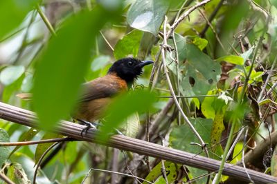 Black-headed Rufous Warbler - Zwartkapvoszanger - Bathmocerque  capuchon