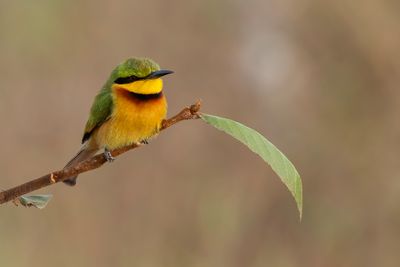 Little Bee-eater - Dwergbijeneter - Gupier nain