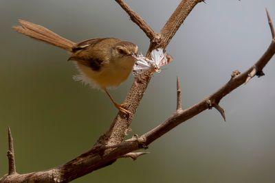 Tawny-flanked Prinia - Roestflankprinia - Prinia modeste