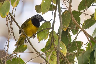 Oriole Warbler - Wielewaalzanger - Noircap loriot