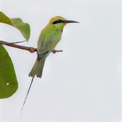 African Green Bee-eater - Afrikaanse Kleine Groene Bijeneter - Guêpier vert