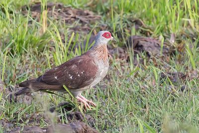Speckled Pigeon - Gespikkelde Duif - Pigeon roussard