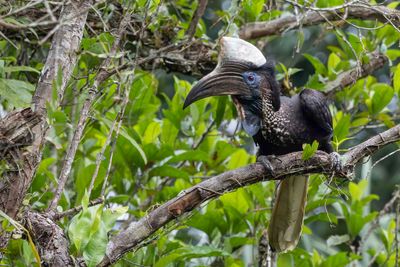 Yellow-casqued Hornbill - Geelhelmneushoornvogel - Calao  casque jaune (m)